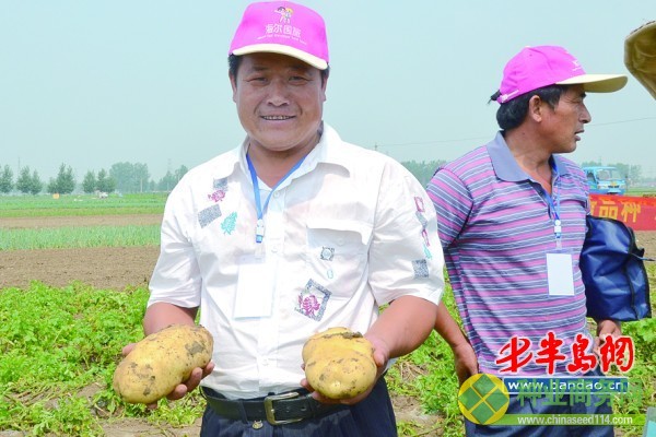 现场挖出的土豆大多都在2斤左右。