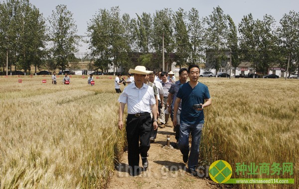 晋城 新闻 党委 政府 市农委 召开 小麦 观摩会