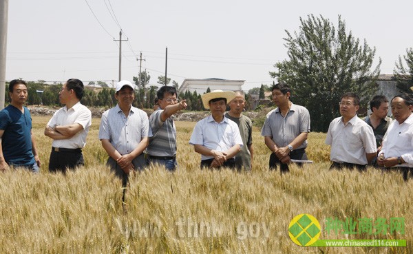 晋城 新闻 党委 政府 市农委 召开 小麦 观摩会