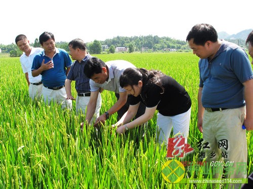 青先国认真察看“株两优2008”的生长情况。