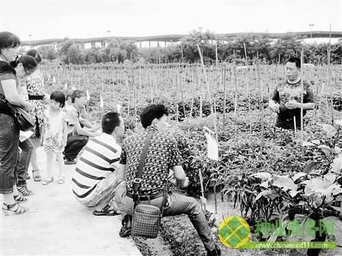 种子经营户和种植户们正在基地里参观。 记者 蔡杨 通讯员 张玉兰 摄