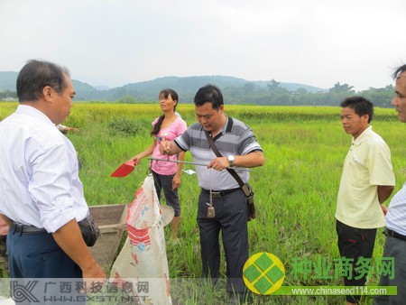 融水：杂交水稻制种显成效