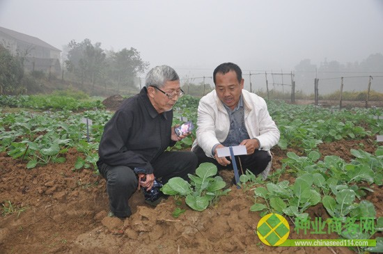 10月31日，沈昌健[右]与一直支持父子油菜研究的当地老科技工作者沈文祥在试验田里观察油菜样本长势。每个油菜单株样本都插有标签，严格记录生长状况。