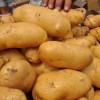 供应2014农科院优质高产土豆种子