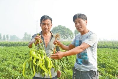     与别人所种辣椒相比，石桥、石庄、中山寨等村的千余户椒农所种的豫艺抗病金福807很不起眼。