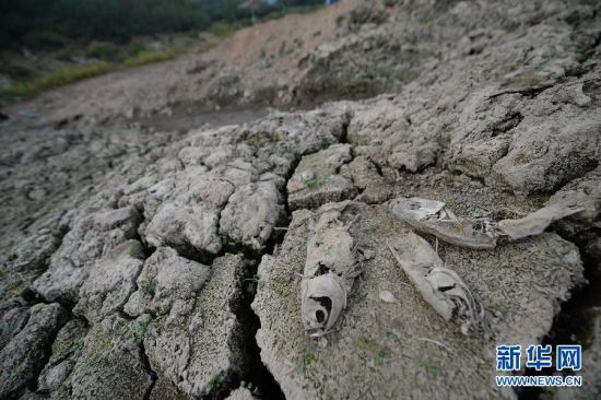 已经干涸葫芦岛市绥中县秋子沟乡谭杖子水库内被晒干的鱼（9月1日摄）。新华社记者潘昱龙摄