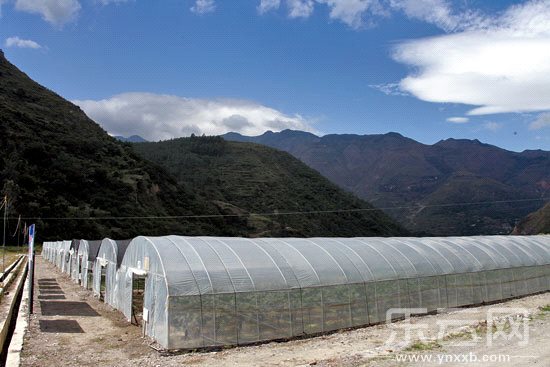 东川菜农种出的太空茄子。