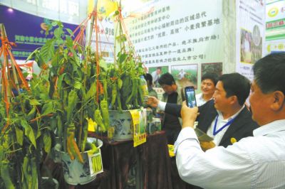 河南鼎优农业科技有限公司展览的辣椒新品种引起了与会人员的目光。