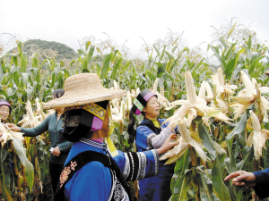 “路单”玉米造福云岭大地