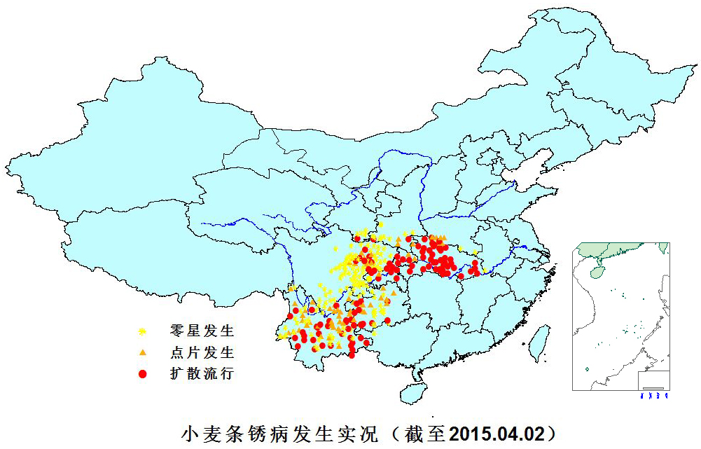 2015.04.02 小麦条锈病发生实况图（彩）.jpg