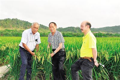 四月十七日，袁隆平院士（中）带领印度水稻专家Ish