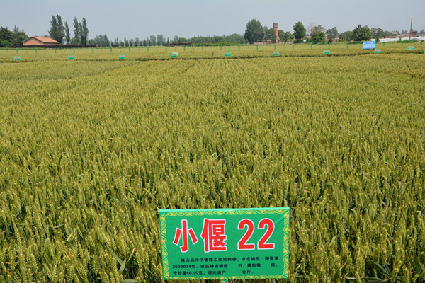 小麦栽品种筛选示范小偃22为对照