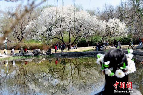 3月30日，北京最有名的赏樱胜地玉渊潭迎来了樱花最佳观赏期。