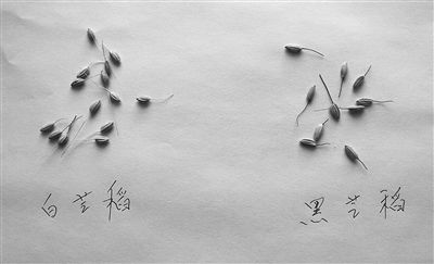 “白芒稻”与“黑芒稻”稻种。