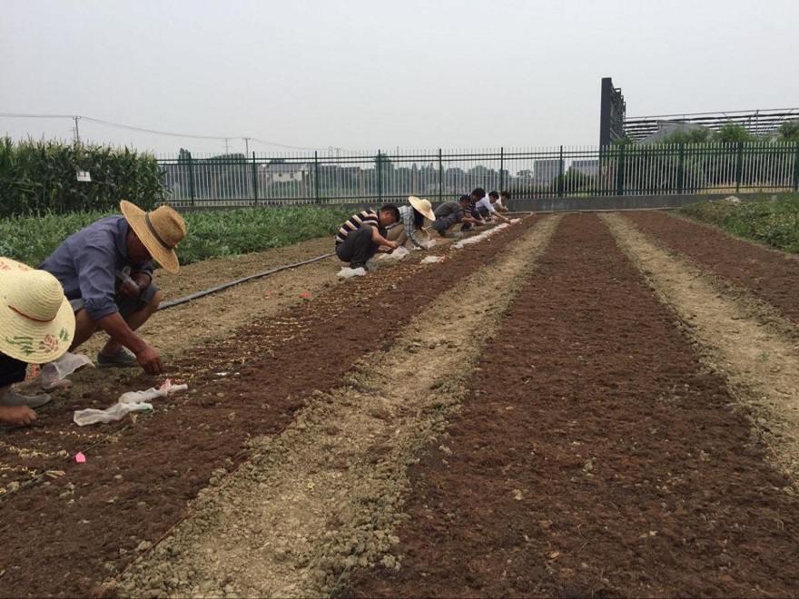 苏州市种子管理站完成2017年度水稻播种工作