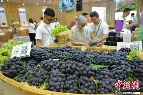 资料图片，农业博览会。 <a target='_blank' href='http://www.chinanews.com/' _fcksavedurl='http://www.chinanews.com/'>中新社</a>记者 张浪 摄