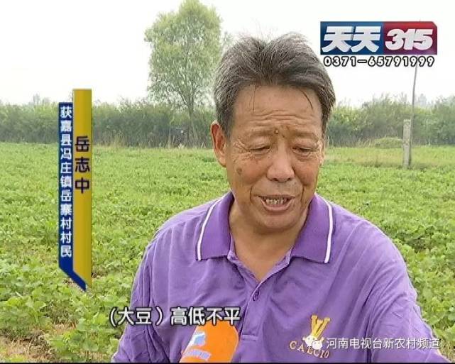 新乡一老农种黄豆遇闹心事 豆苗高低参差开花也不一样