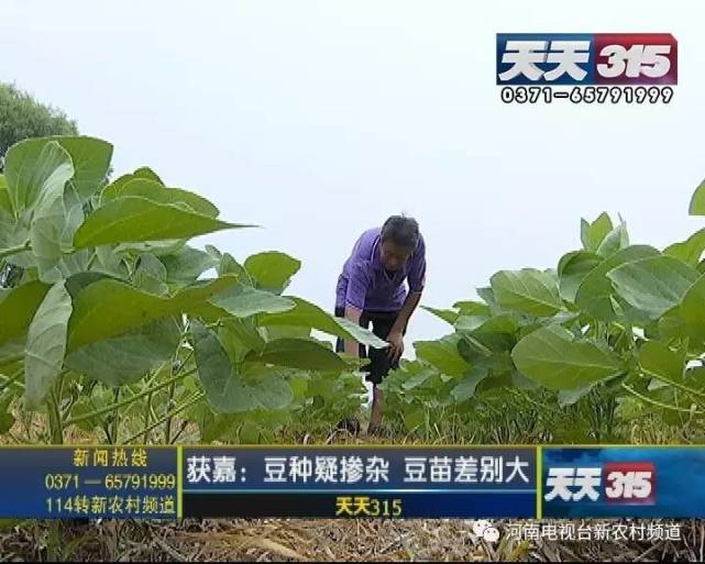 新乡一老农种黄豆遇闹心事 豆苗高低参差开花也不一样