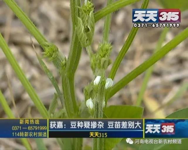 新乡一老农种黄豆遇闹心事 豆苗高低参差开花也不一样