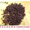 我处紧急求购5吨兰花茑种子新采兰花茑尾种子