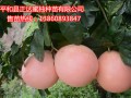 平和县正达三红蜜柚苗