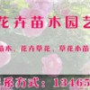 供应山东易成活的花卉苗木|金叶女贞价格