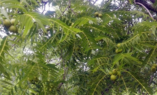 郑州绿化树有猴头核桃图片