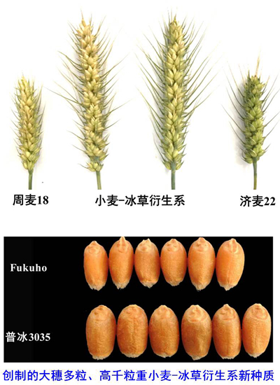 国家奖攻克远缘杂交国际难题为小麦育种创制优异新种质