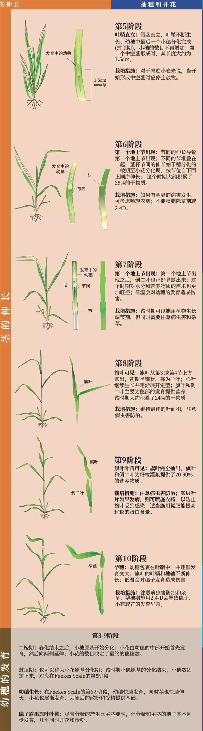 科普小麦的一生从种子的萌发到完熟