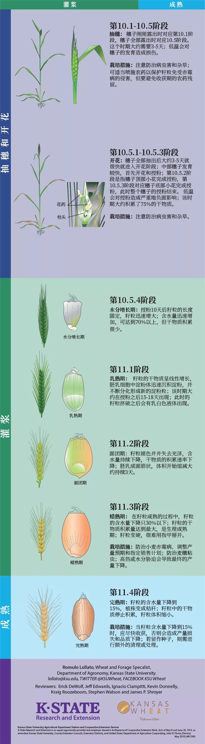 科普小麦的一生从种子的萌发到完熟