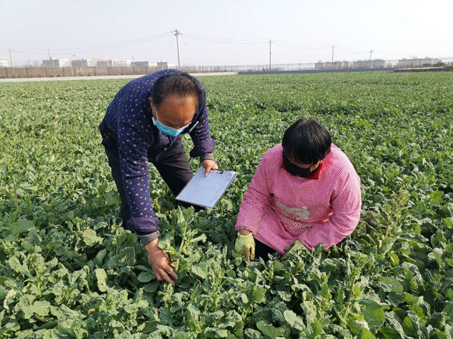 5.技术人员调查油菜试验品种特征特性_副本.jpg