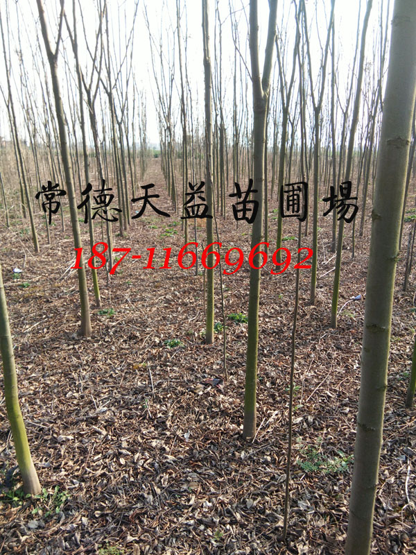 栾树10