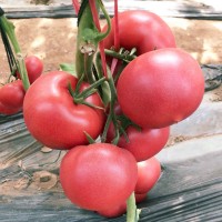 极早熟硬粉番茄种子-华泽1808