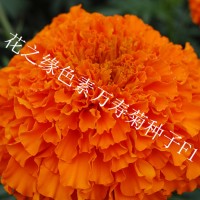 赤峰花之缘花卉 色素万寿菊种子 F1代杂交色素万寿菊种子