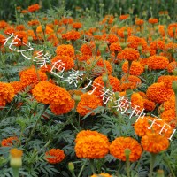 花之缘花卉色素万寿菊种子价格 赤峰杂交色素万寿菊种子成活率高