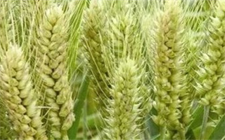 河南省2022年审定小麦品种目录及简介