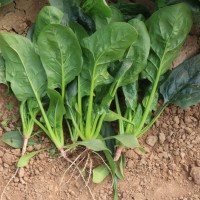 菠菜种子 大叶高产耐寒抗热 抗病能力强 四季种植