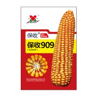 保收909玉米种子