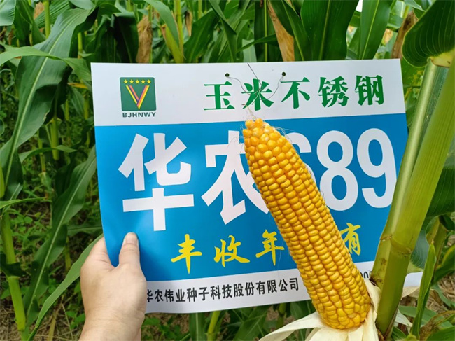 正弘658玉米品种图片图片