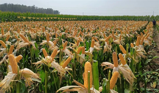 华农658玉米品种审定图片