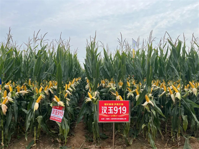 中国种协寻找高产玉米品种活动汉玉919实测亩产108661公斤!