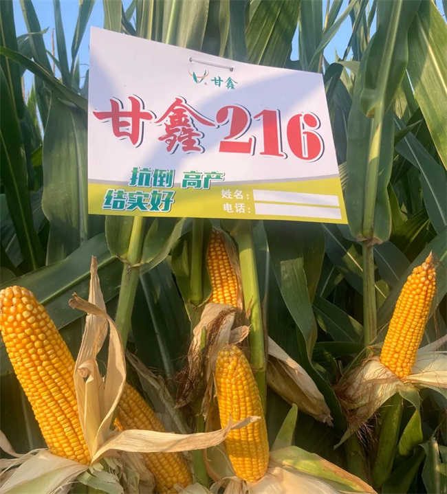 豫丰369玉米品种介绍图片
