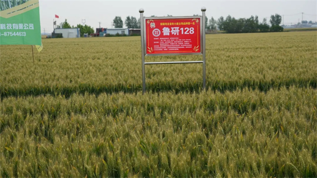 泰麦733小麦品种简介图片