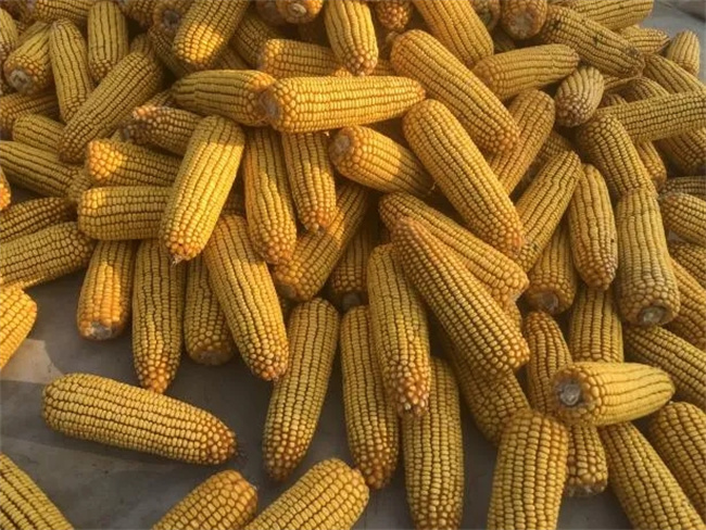 农大688玉米品种图片