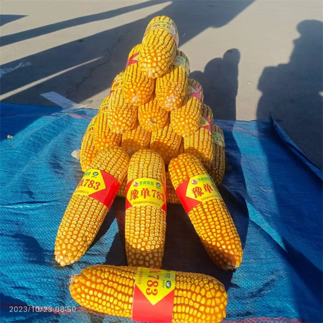 农大688玉米品种图片